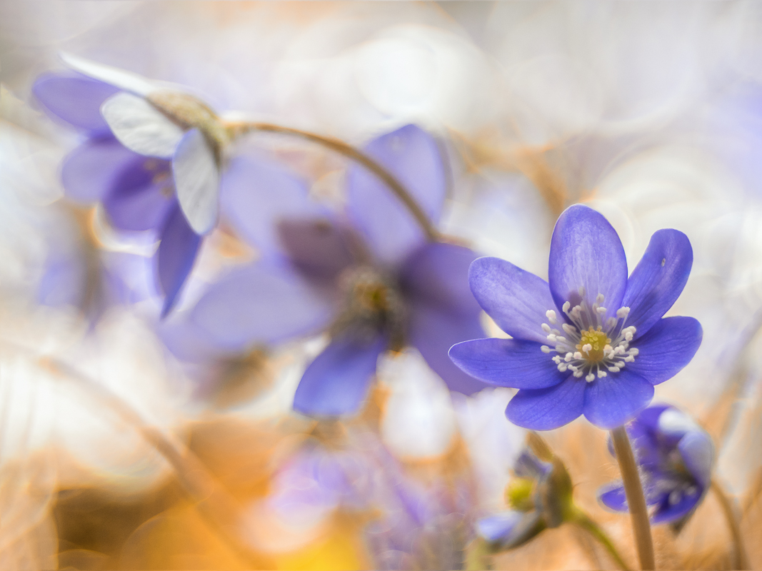 Blümchenchaos (1 von 1).jpg