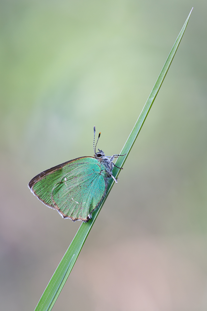20180506-IMG_8034-b.jpg