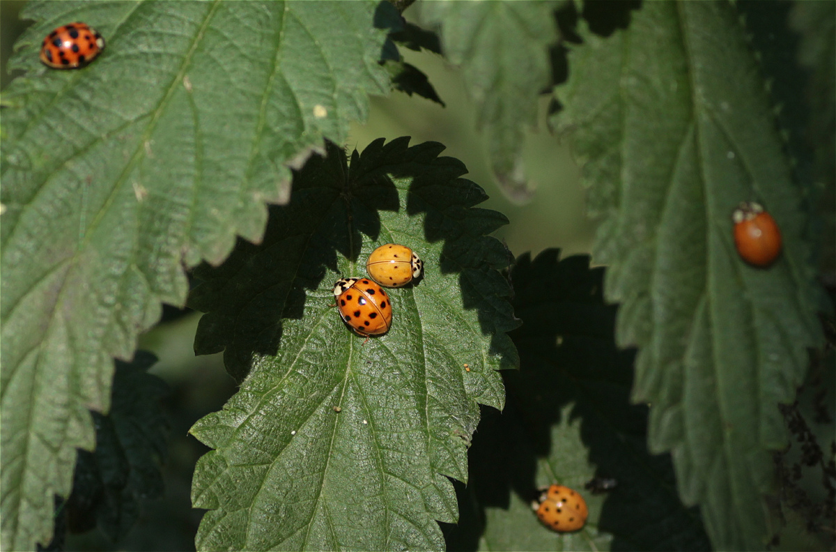 Harmonia axyridis01b.jpg