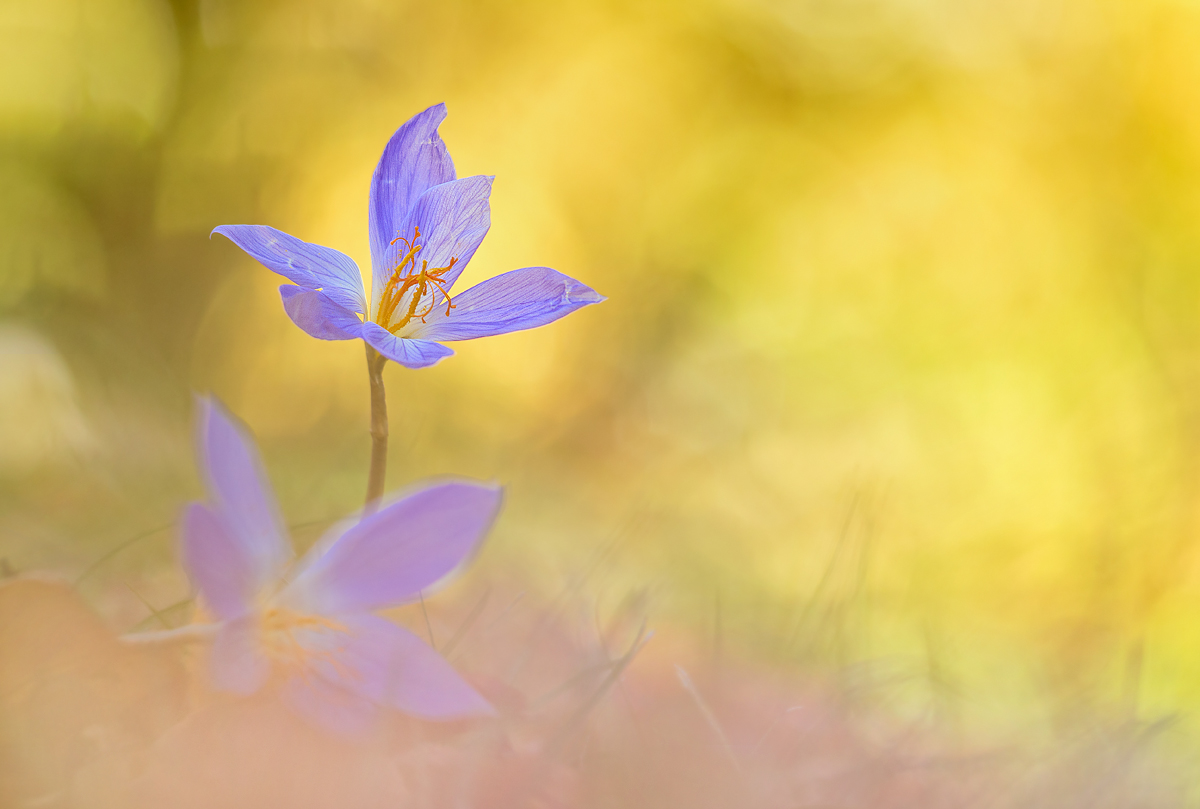 _MG_6725-Bearbeitet-3 Kopie.jpg