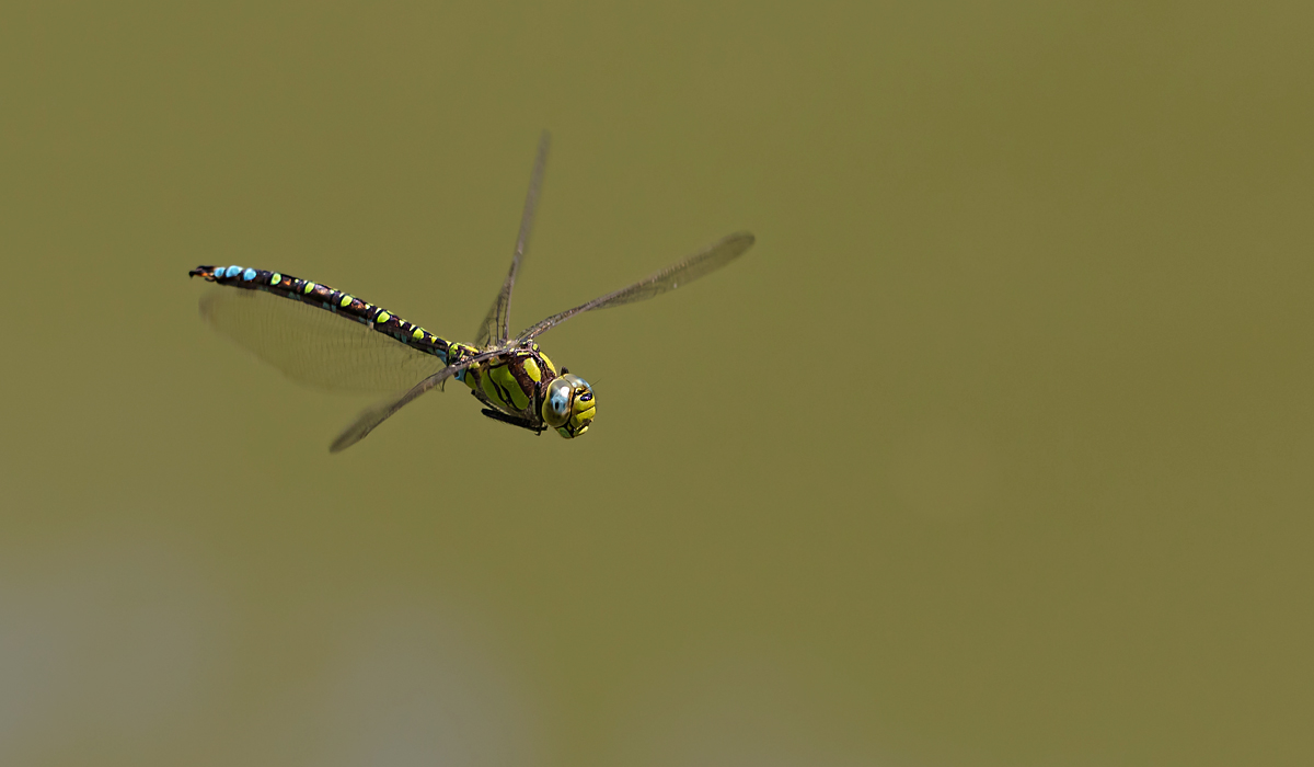 20180721-_OS_5084c1NP.jpg