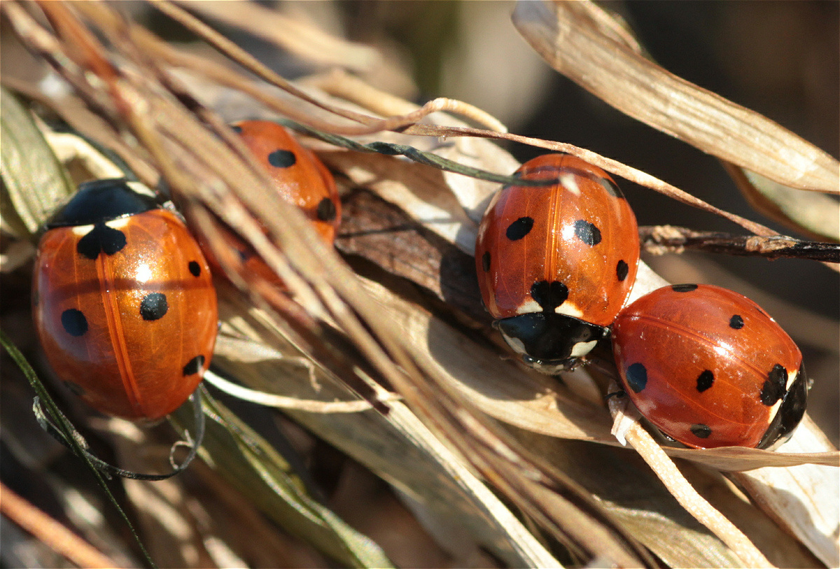 Coccinella septempunctata02makro.jpg