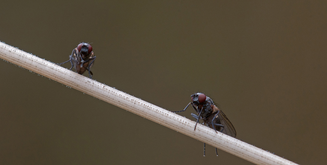 DSC_6924_bearbeitet-1.jpg