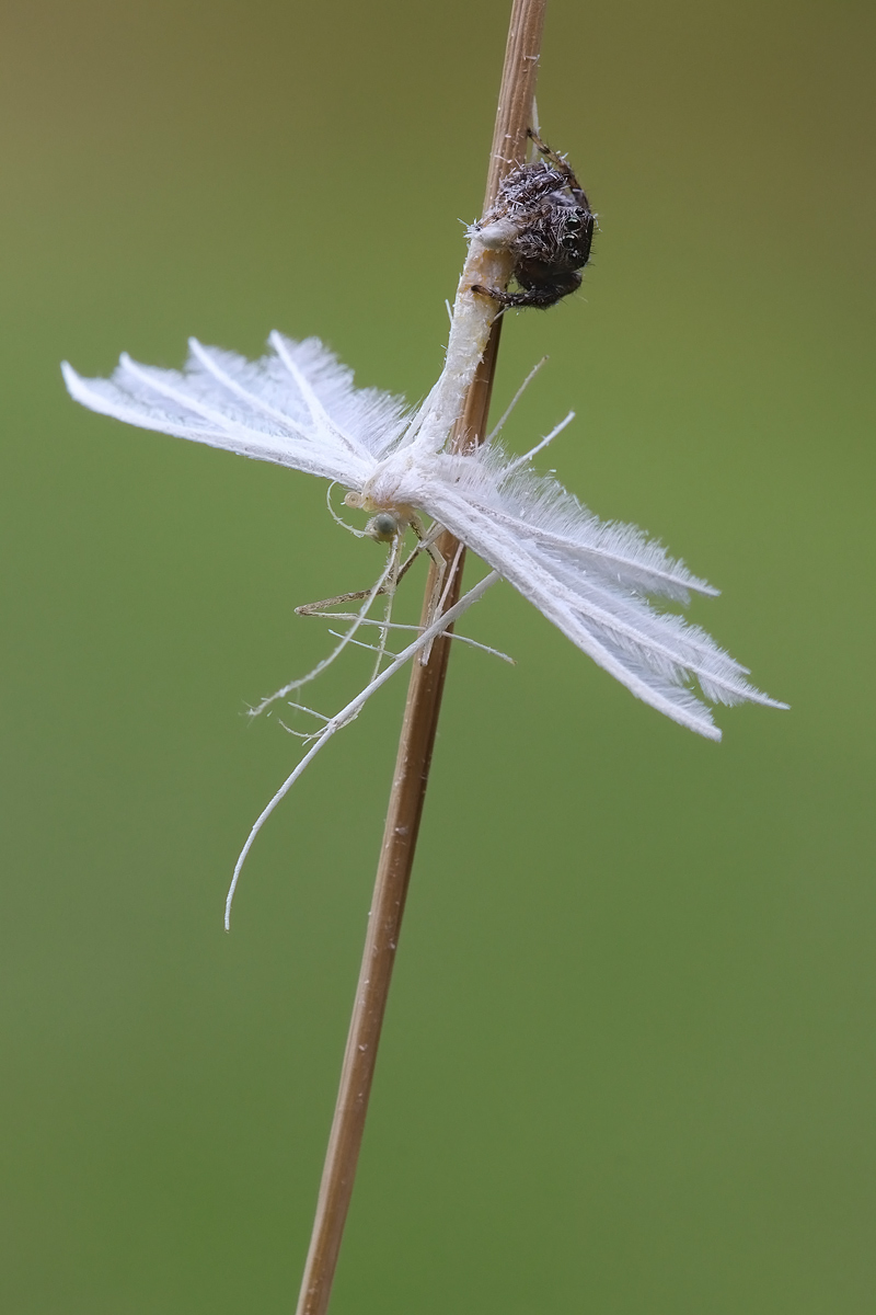 springspinne-IMG_0090.jpg