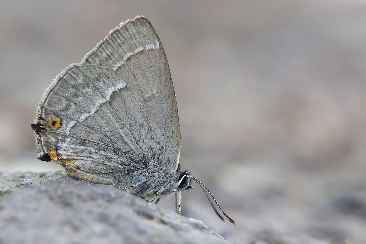 zipfel-blau-IMG_0702.jpg
