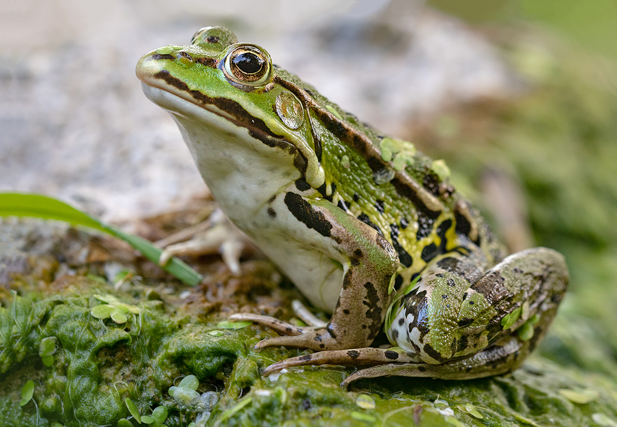 compTeichfrosch31.7.2018FägswilDSC_4453.jpg
