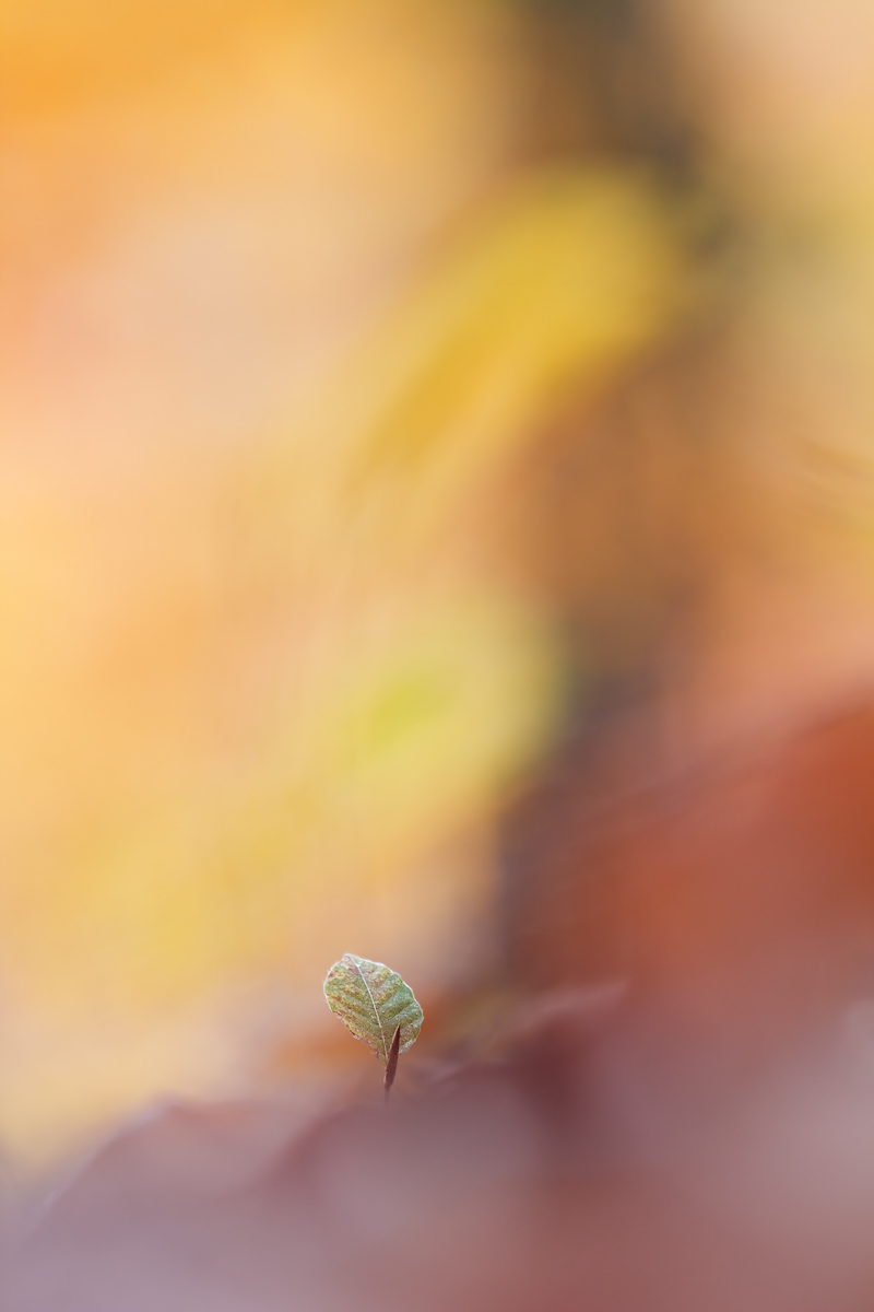 IMG_2826_3.5_1.13_200_Blatt_Engen.jpg