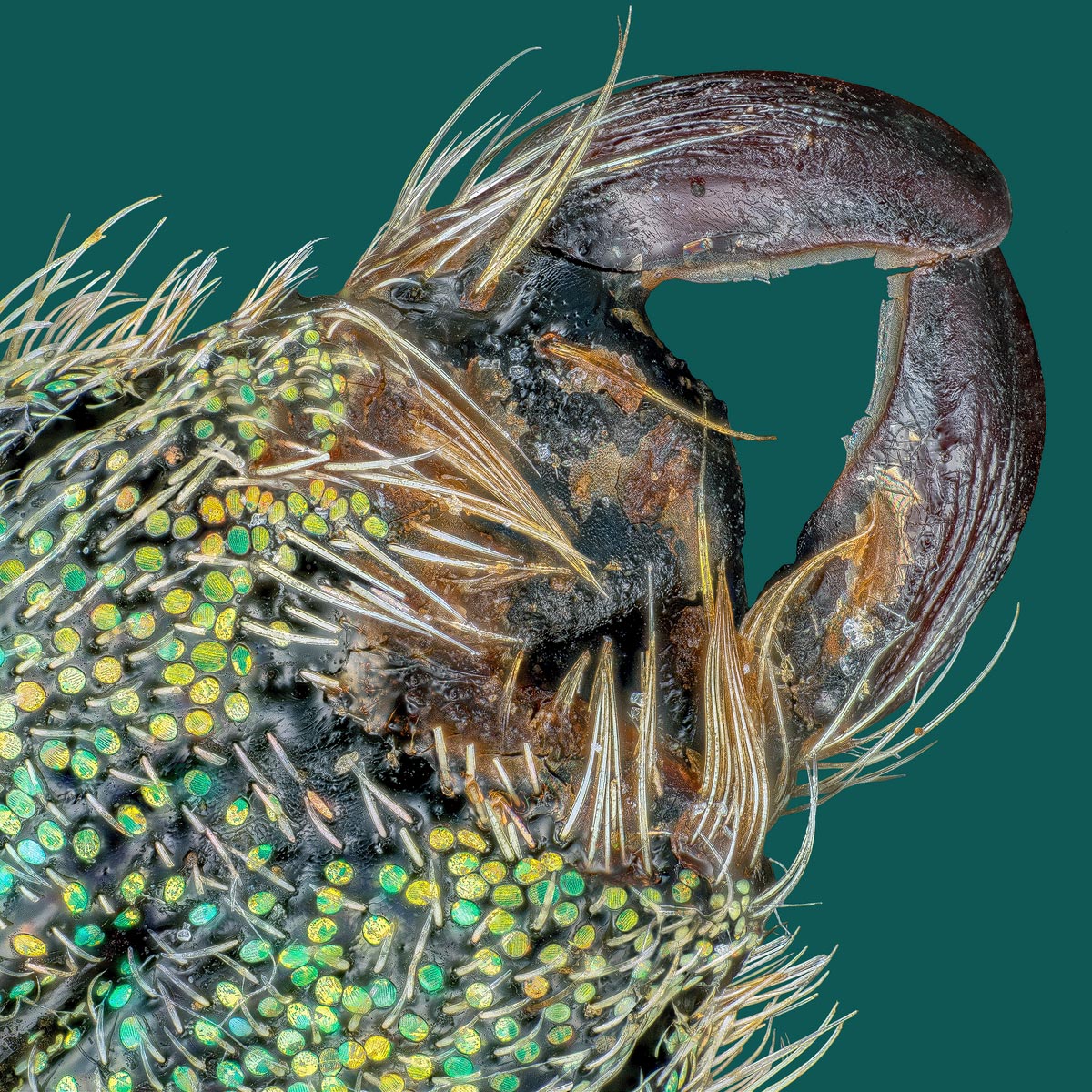 M10_GW_MOUTH_DIAG_TOPAZ_WB_1200_50PRC.jpg