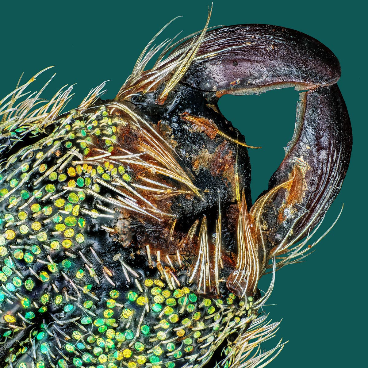 M10_GW_MOUTH_GK_50PRC.jpg