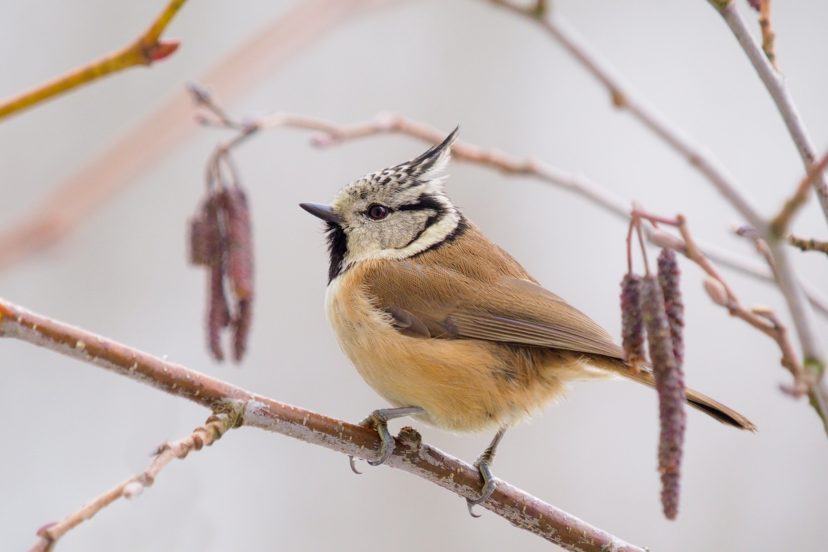 Parus-cristatus-OOG34115---Kopie.jpg