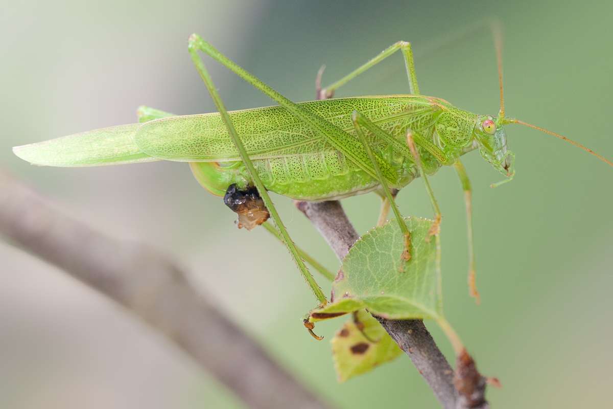 Phaneroptera-falcata-web.jpg