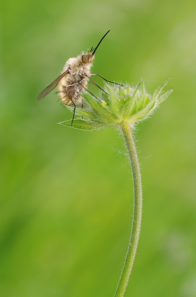 IMGP1063ab1000 campus.JPG