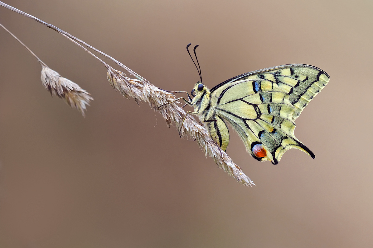 Papilio_1-oog42905---Kopie.jpg