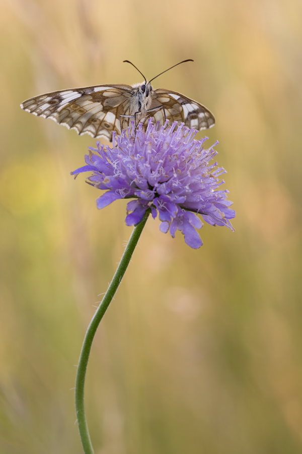 IMG_9522_10.0_1.30_100_Schachbrett_Floersheim.png
