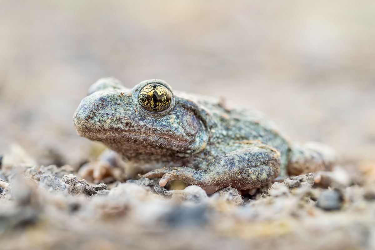 Geburtshelferkröte Blick in die Zukunft (1 von 1).jpg
