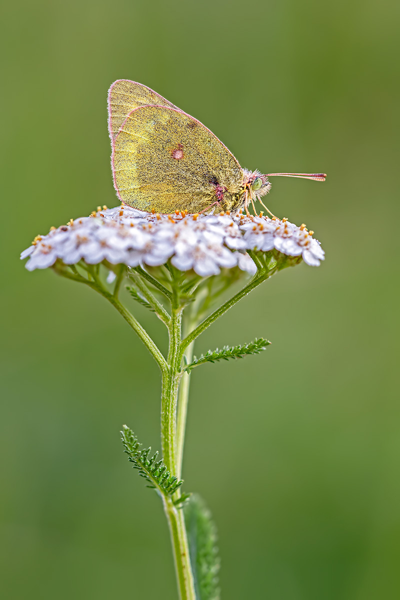 compGelbling17.8.2018Susten,AlpHinterfeldDSC_5237.jpg