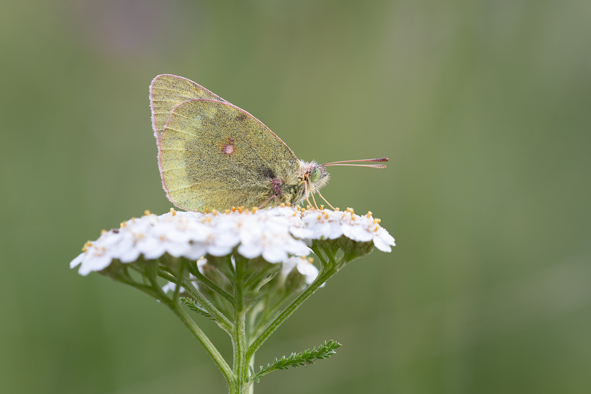 COMPGelbling17.8.2018Susten,AlpHinterfeldStackDSC_5194Raw.JPG