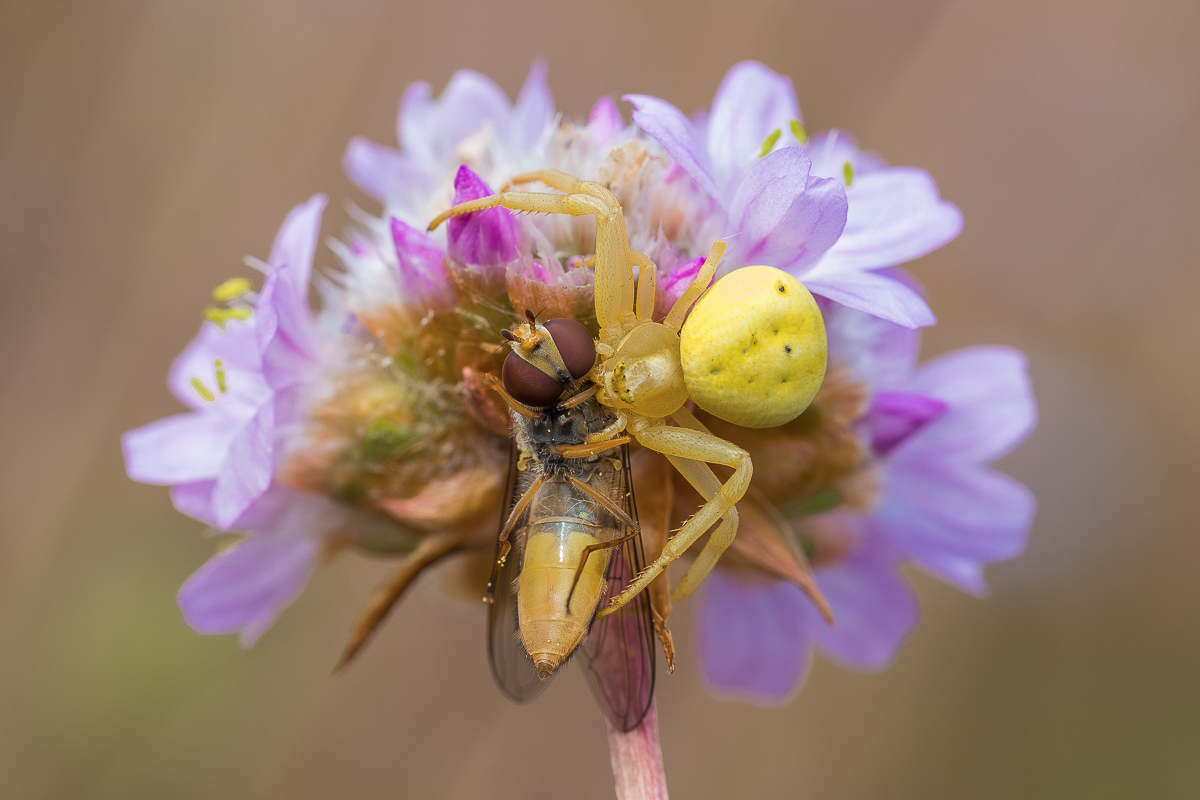 Gelbe Krabbenspinne (1 von 1).jpg
