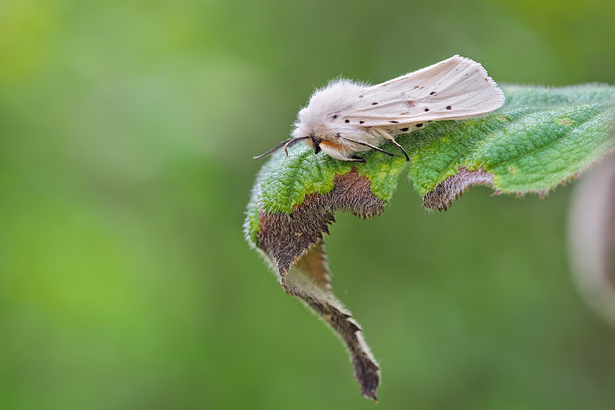 Spilosoma lubricipeda-zOOG29494_8---Kopie.jpg