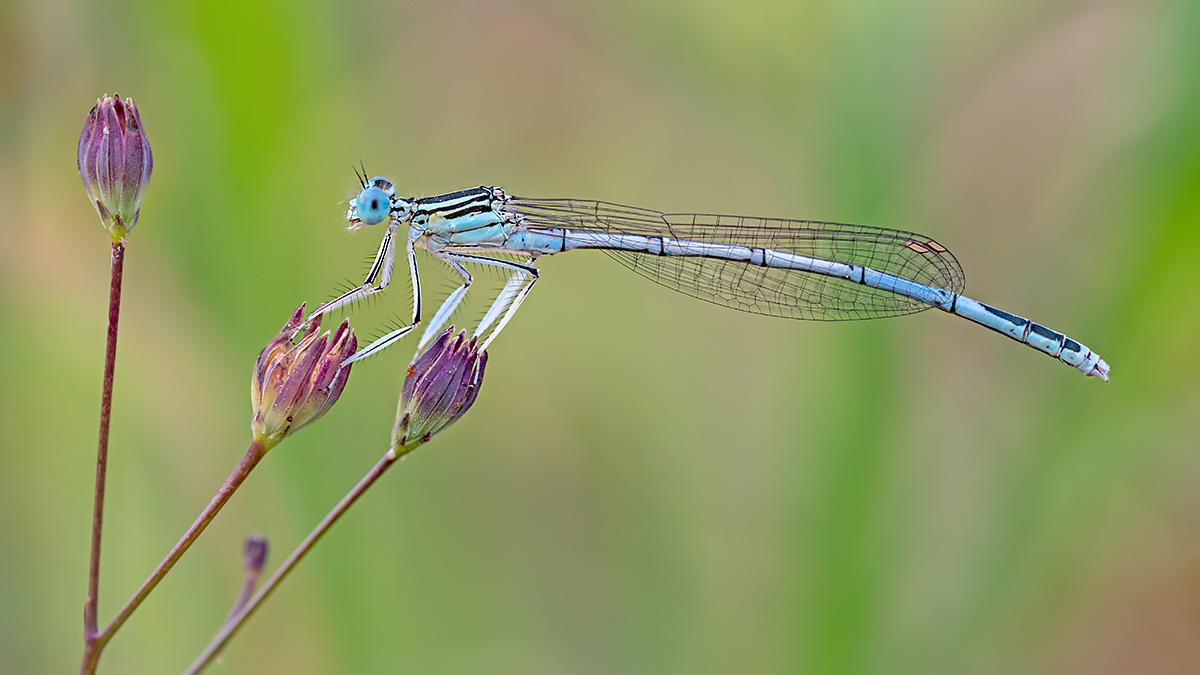 compLibelle,Feder14.7.2018FägswilStackDSC_3215-3227Pano16zu9-86%.jpg