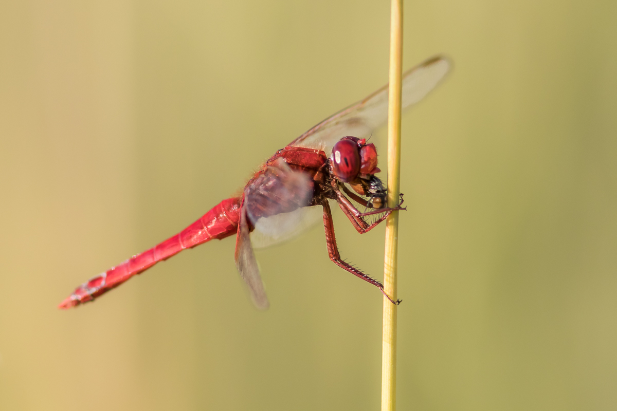 IMG_8621_Feuerlibelle_.jpg