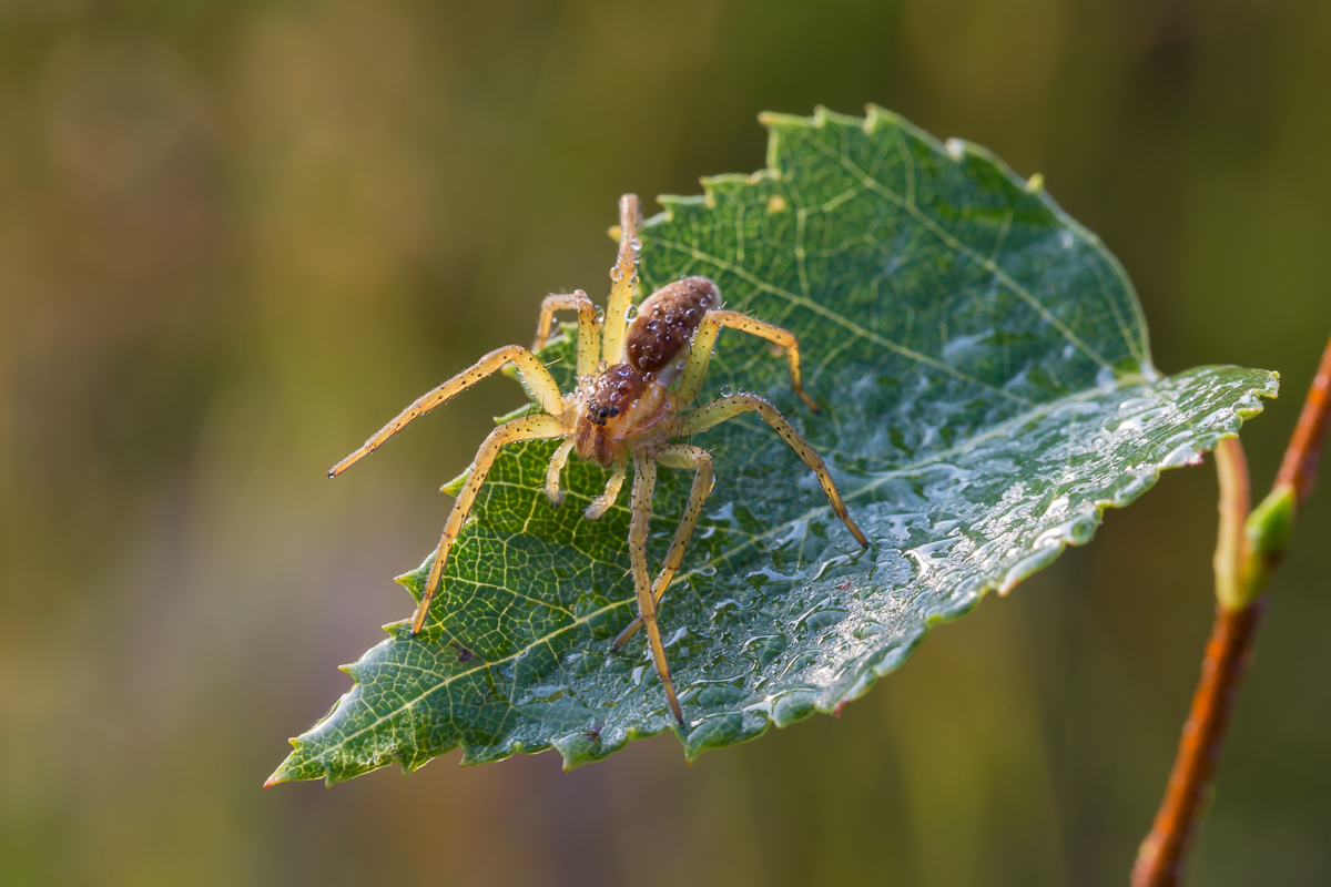 Spinne 16 - 1 (1 von 1).jpg