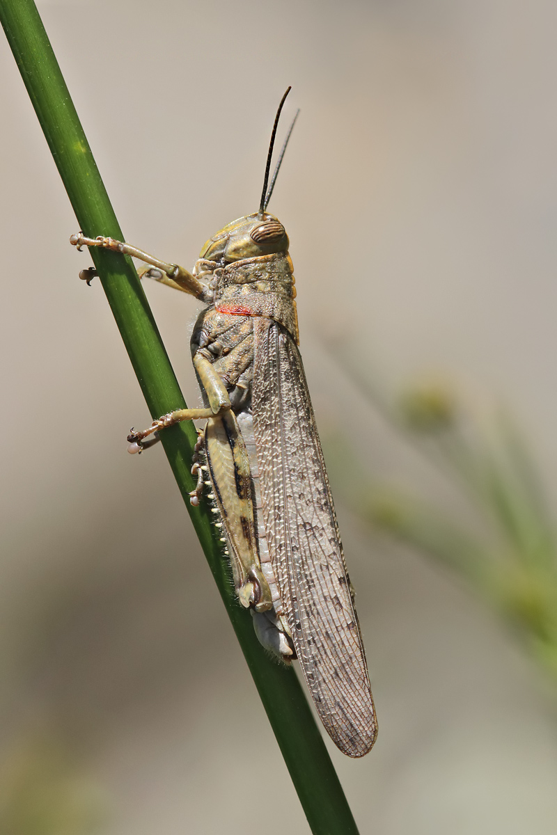 Heuschrecke_Labeaume_IMG_5314.jpg