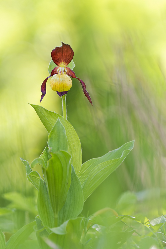 Cypripedium-calceolus-OOG97661---Kopie.jpg