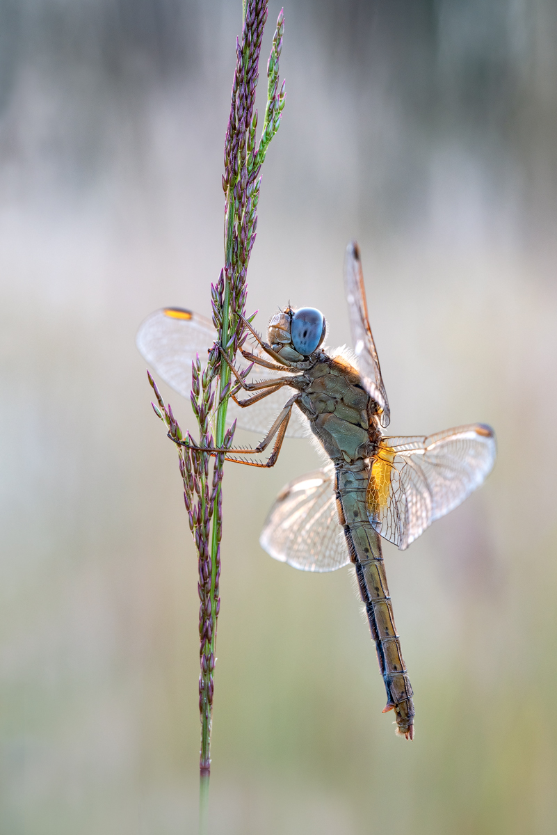 DSC_8864.jpg