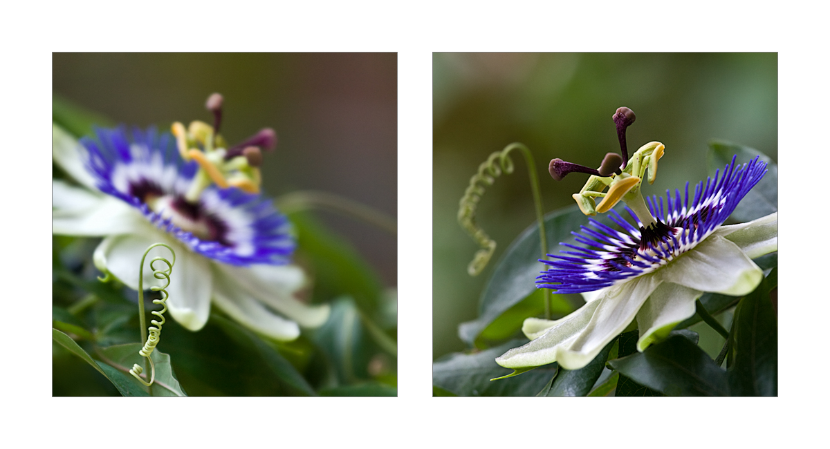 passiflora-plakat.jpg