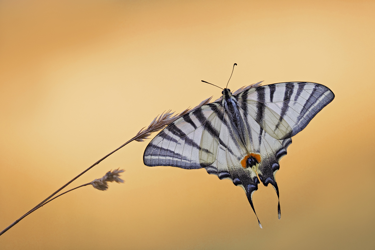 Iphiclides-podalirius1-zoog90271_5---Kopie.jpg