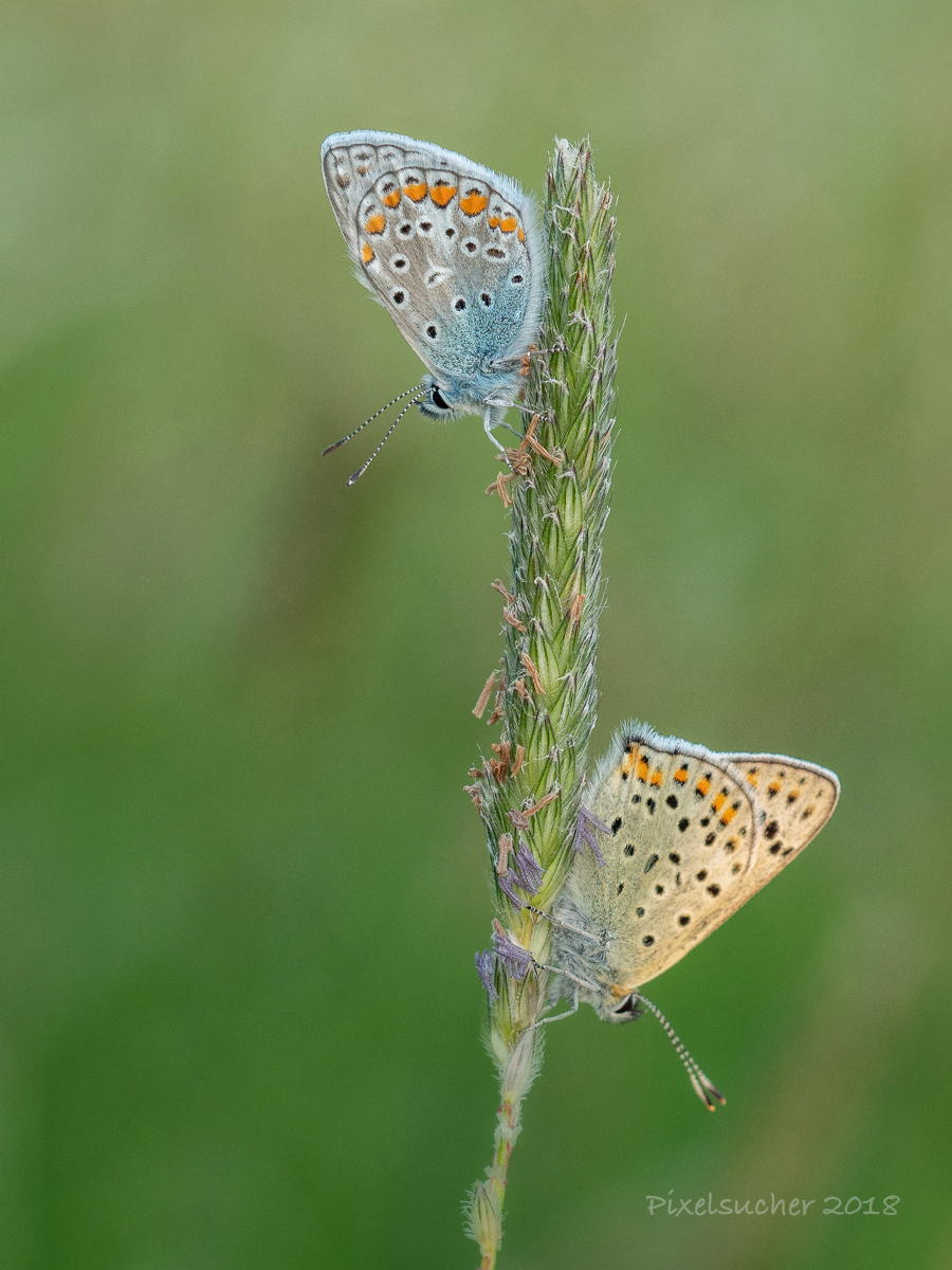 1Hauhechelbläuling-(Polyommatus-icarus)-Wiederhergestellt-Kopie.jpg