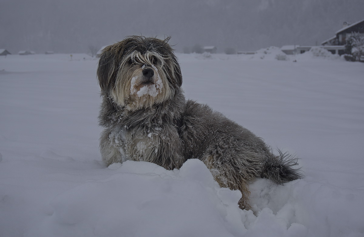 DSC08060 Snow Dog... kl.jpg