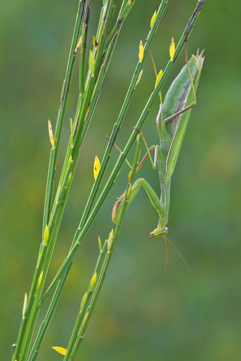 IMG_0744_10.0_1.8_200_Mantis_MH.jpg