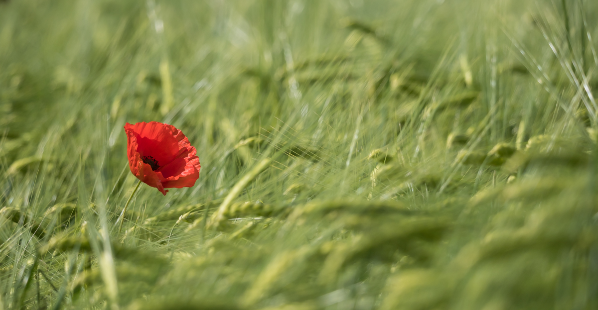 Mohn Einzelkämpfer-5190014.JPG