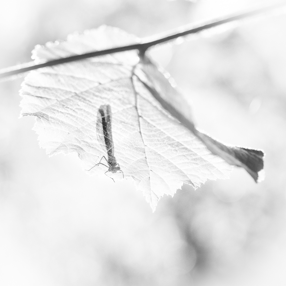 0LY05021-2-SW.jpg