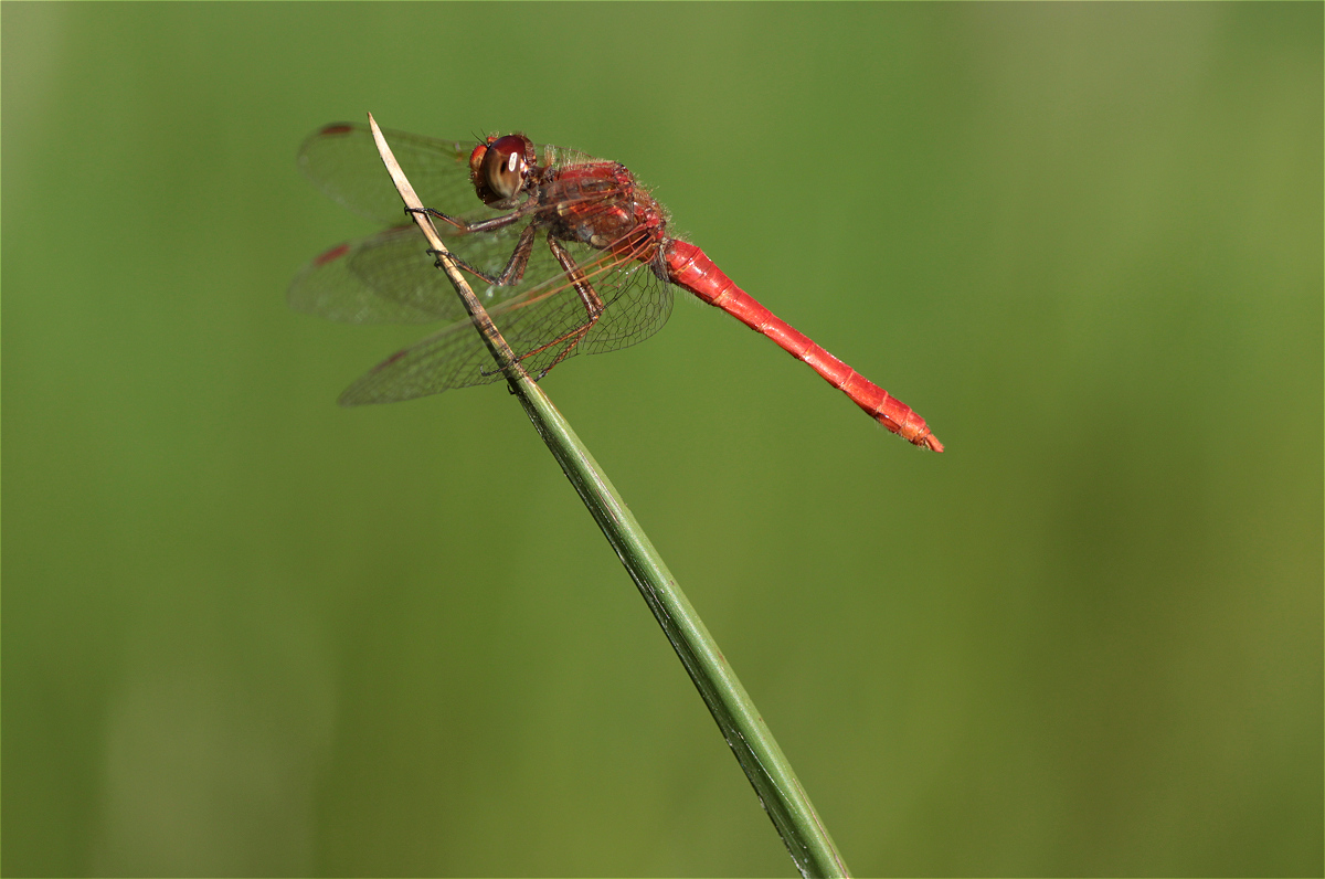 Sympetrum gilvum4549x3019makro.jpg