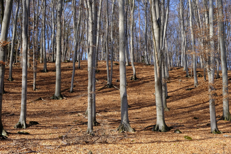 DSCF2562.JPG