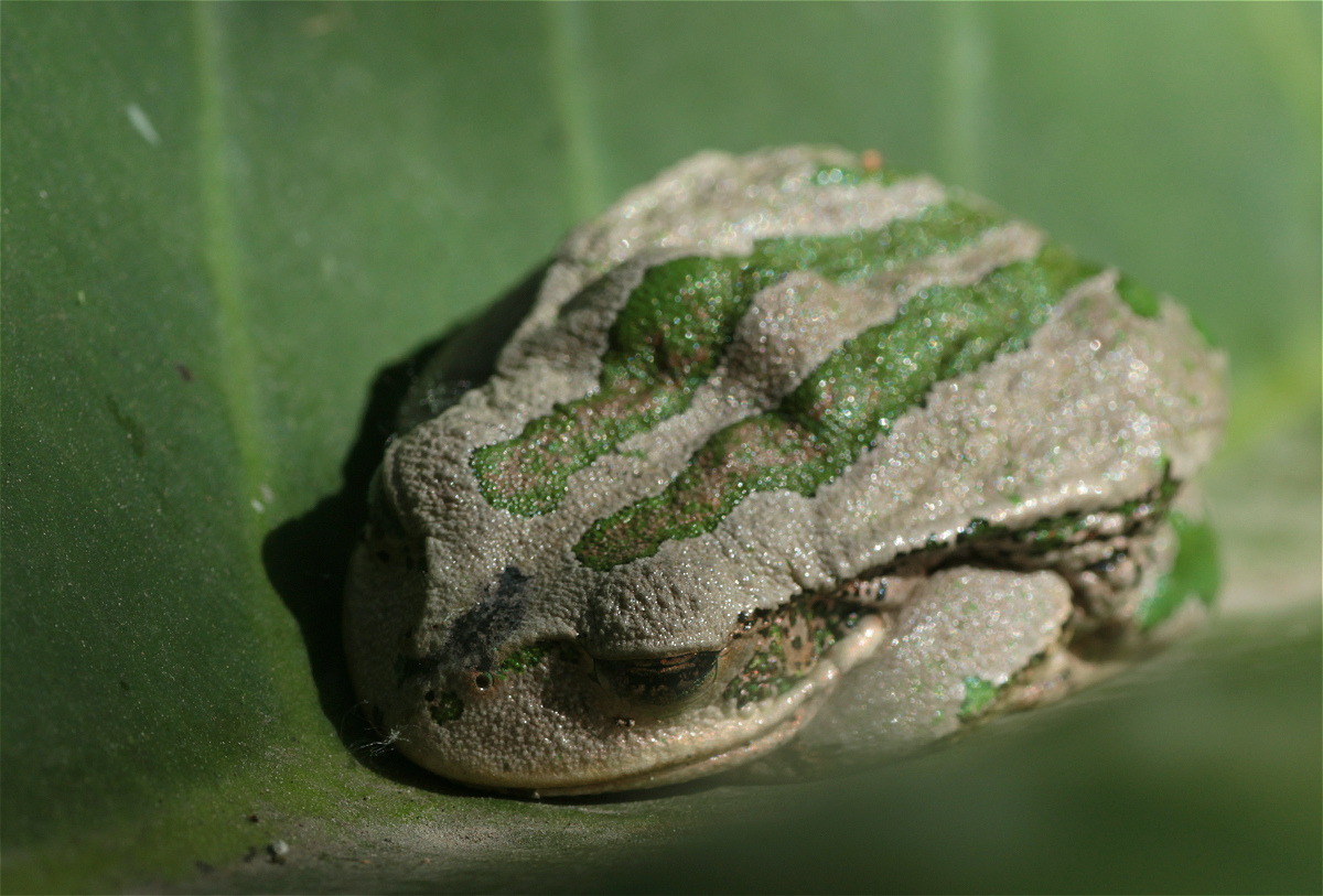 Gastrotheca04makro.jpg