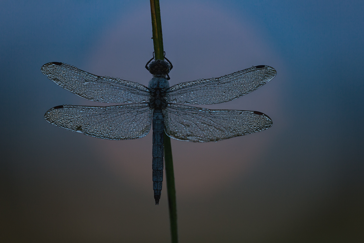 20180628-IMG_2404 ZS22-b.jpg