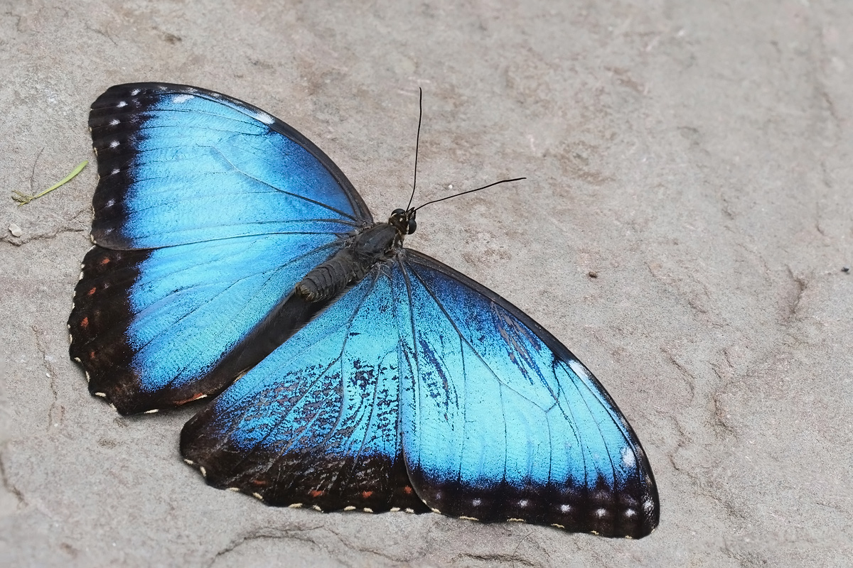 morpho-stack-12595+597+604-606.jpg