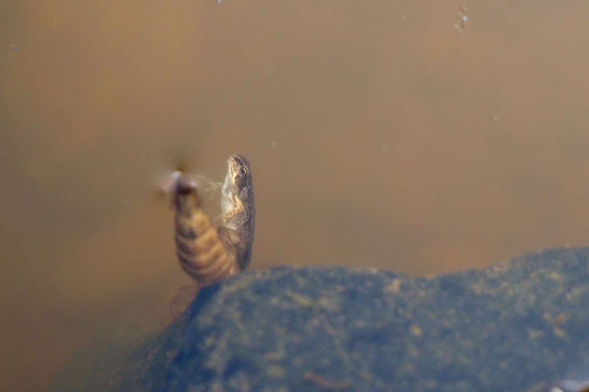 FroschundLibellenlarve-EG261190---Kopie.jpg