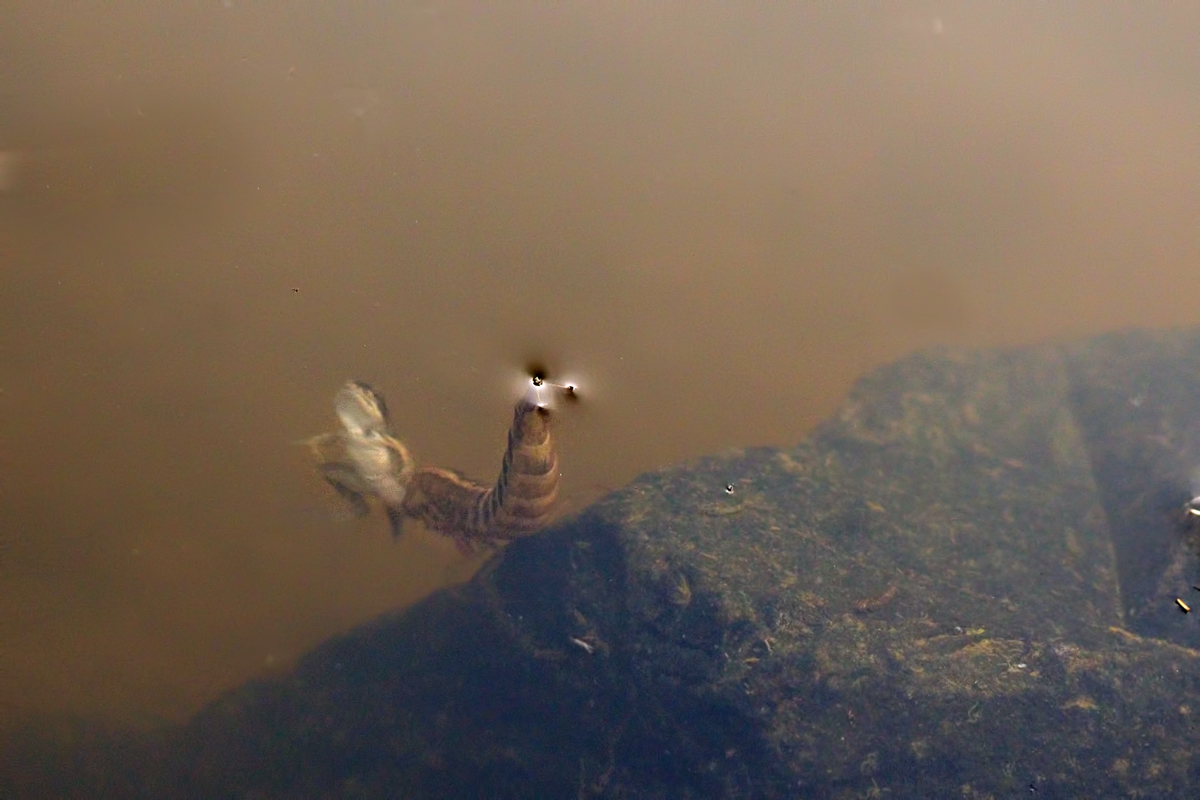 FroschundLibellenlarve-EG261188---Kopie.jpg