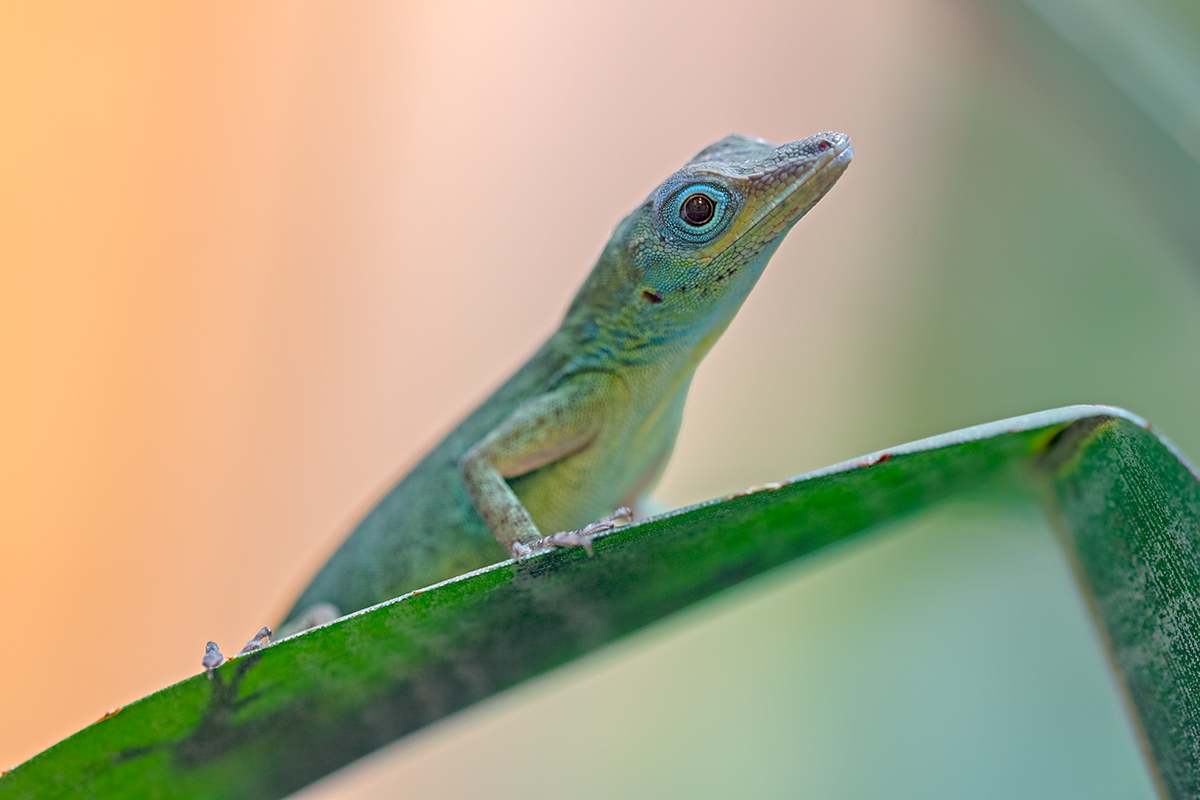 compSt.VincentAnolis4.1.2019ZooZch._DSC8024.jpg