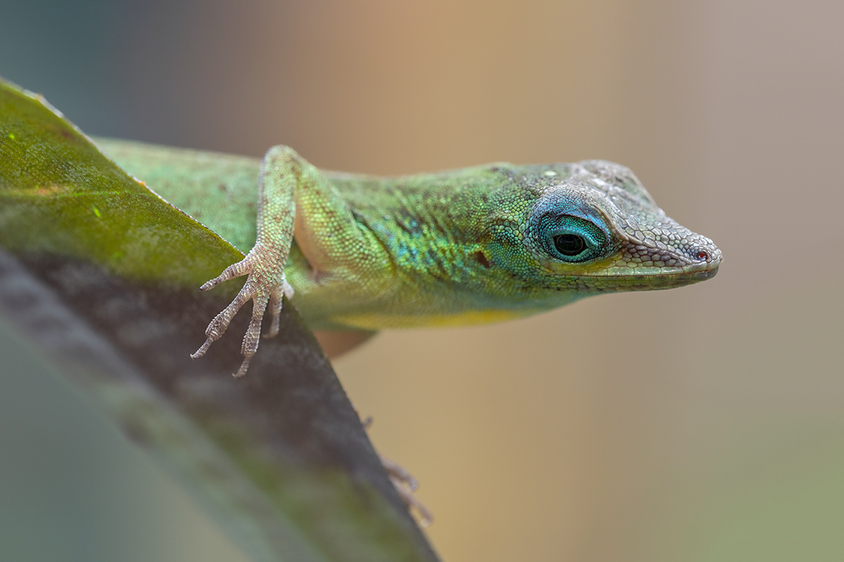 compSt.VincentAnolis4.1.2019ZooZch._DSC8054.jpg