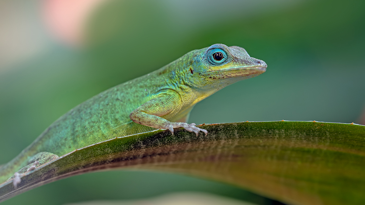 compSt.VincentAnolis4.1.2019ZooZch._DSC8070Pano16zu9 0;15%.jpg