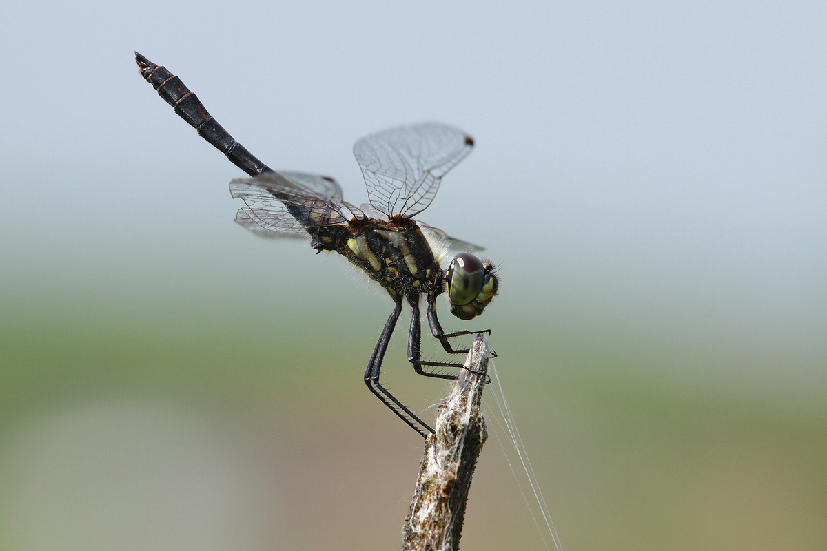 Sympetrum danae_m_IMG_6678_1200.jpg