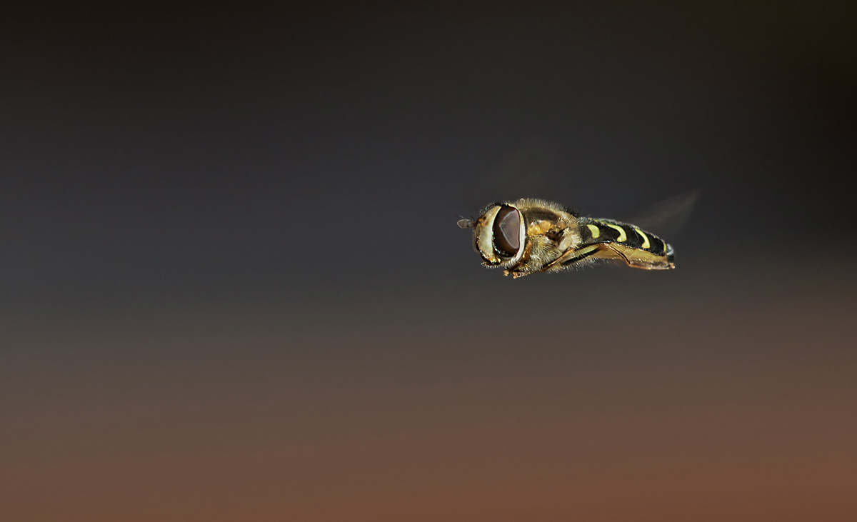 8523NP.jpg
