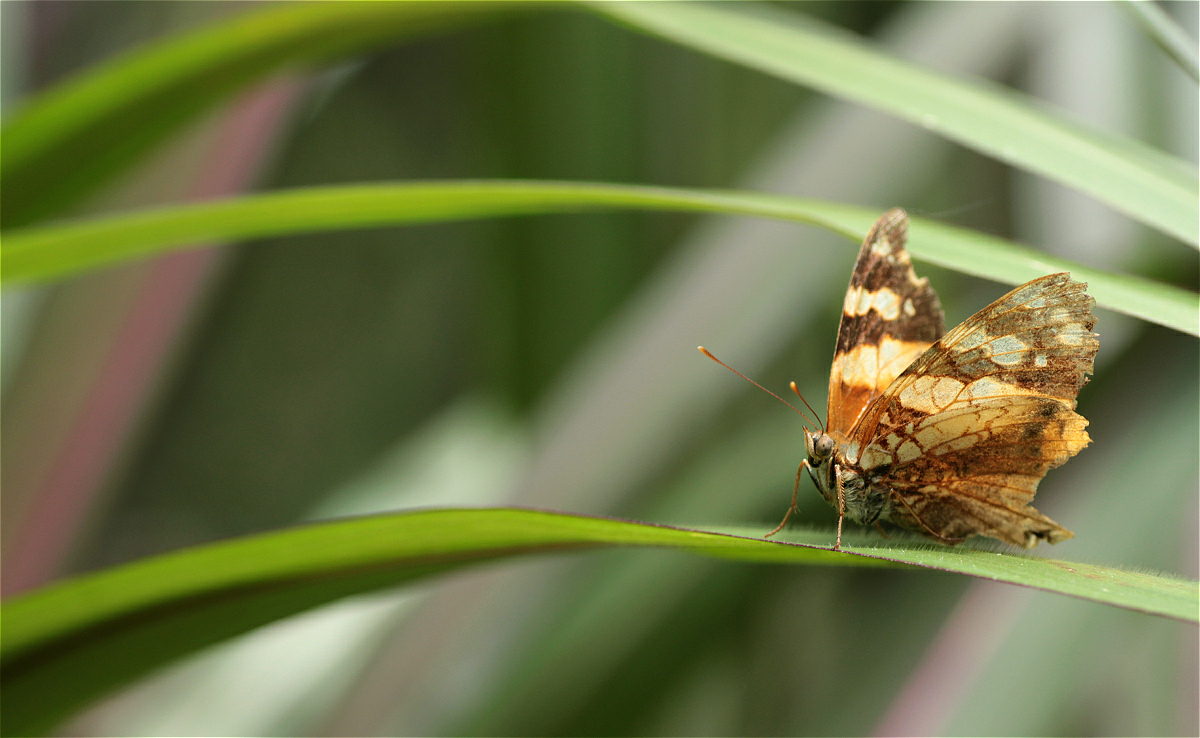 Hypanartia lethe 5051x3105makro.jpg