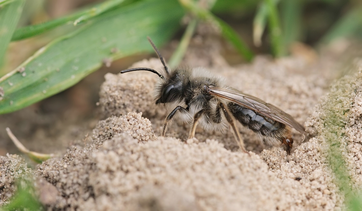 c_Andrena vaga DSC05386-22.jpg